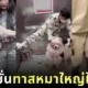 พาส่องรีแอคชั่นเมื่อเจ้าของหมาใหญ่และน้อง ๆ ต้องร่วมลิฟต์กับคนแปลกหน้า ทั้งฮาและน่าเอ็นดูแบบที่ทาสหมาเท่านั้นที่จะเข้าใจ!