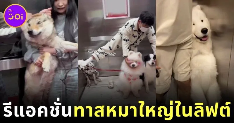 พาส่องรีแอคชั่นเมื่อเจ้าของหมาใหญ่และน้อง ๆ ต้องร่วมลิฟต์กับคนแปลกหน้า ทั้งฮาและน่าเอ็นดูแบบที่ทาสหมาเท่านั้นที่จะเข้าใจ!