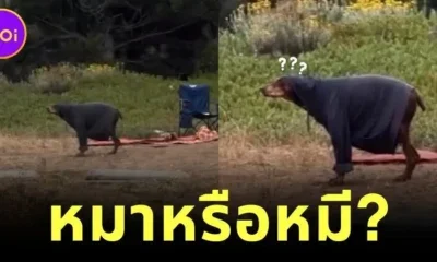 ภรรยาถึงกับกลั้นขำ เมื่อสามีบอกเห็นหมีดำครั้งแรกแบบใกล้ชิด ที่แท้คือ "น้องหมาโดเบอร์แมน" ใส่เสื้อหลวมโคร่ง