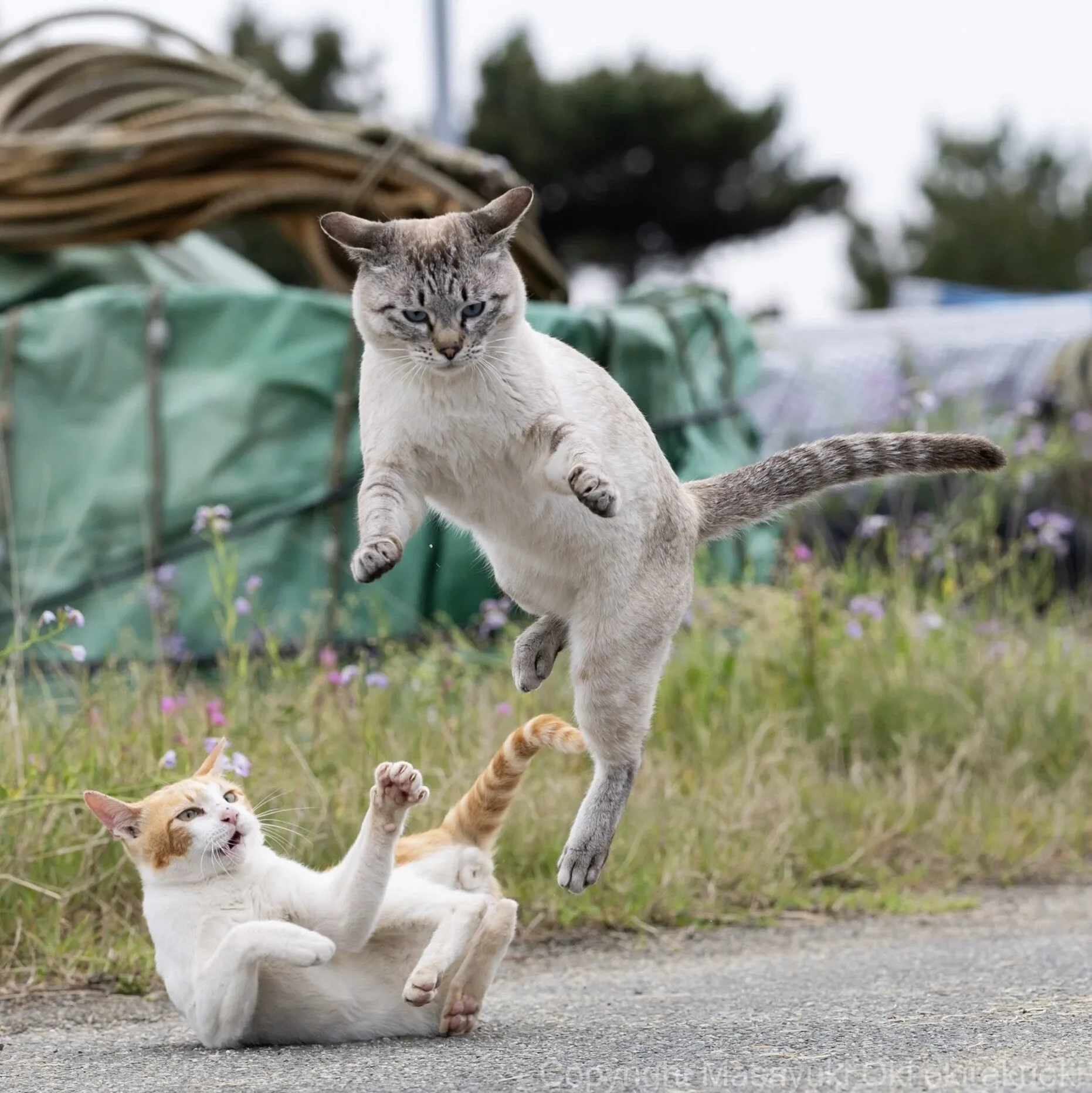 ภาพแมวจรจัด ช่างภาพชาวญี่ปุ่น Masayuki Oki