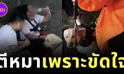 คนตาบอดตีหมานำทางตัวเอง เพราะน้องมองว่าบันไดเป็นอุปสรรค เลยไม่ยอมเดิน