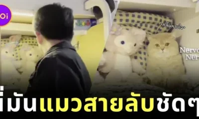 เมื่อสภานักเรียนบุกตรวจหอ... น้องแมวของสาวจีนเลยต้องสวมบท "ตุ๊กตาจำเป็น"! นิ่งขั้นเทพจนไม่มีใครจับได้