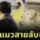 เมื่อสภานักเรียนบุกตรวจหอ... น้องแมวของสาวจีนเลยต้องสวมบท "ตุ๊กตาจำเป็น"! นิ่งขั้นเทพจนไม่มีใครจับได้