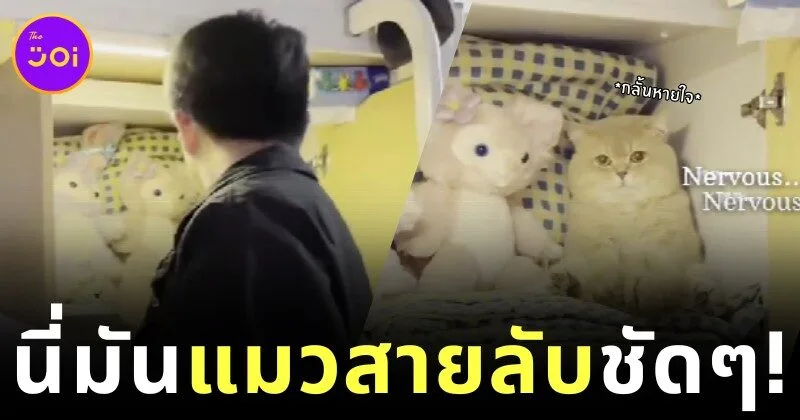เมื่อสภานักเรียนบุกตรวจหอ... น้องแมวของสาวจีนเลยต้องสวมบท "ตุ๊กตาจำเป็น"! นิ่งขั้นเทพจนไม่มีใครจับได้