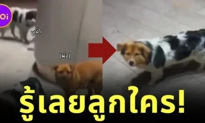 สาวจีนเห็นลูกหมาน่ารัก แต่พอเหลือบไปเห็นหมาอีกสองตัว ก็รู้เลยว่าน้องเป็นลูกใคร!