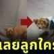 สาวจีนเห็นลูกหมาน่ารัก แต่พอเหลือบไปเห็นหมาอีกสองตัว ก็รู้เลยว่าน้องเป็นลูกใคร!
