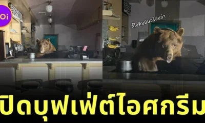 เจ้าหมีสายขนม! แอบย่องเข้าร้านไอศกรีม ก่อนจกกินจนอิ่มแล้วหลับคาร้าน สุดท้ายถูกจับได้