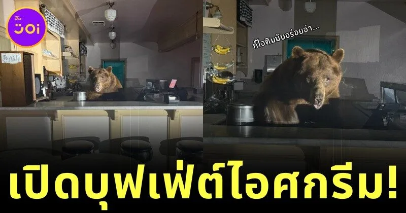 เจ้าหมีสายขนม! แอบย่องเข้าร้านไอศกรีม ก่อนจกกินจนอิ่มแล้วหลับคาร้าน สุดท้ายถูกจับได้