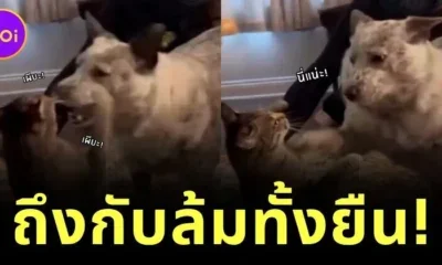 รักแท้ไม่จำกัดวัย! หนุ่มญี่ปุ่นวัย 23 หลงรักคุณยายวัย 83 ของเพื่อน แม้อายุห่างกัน 60 ปี