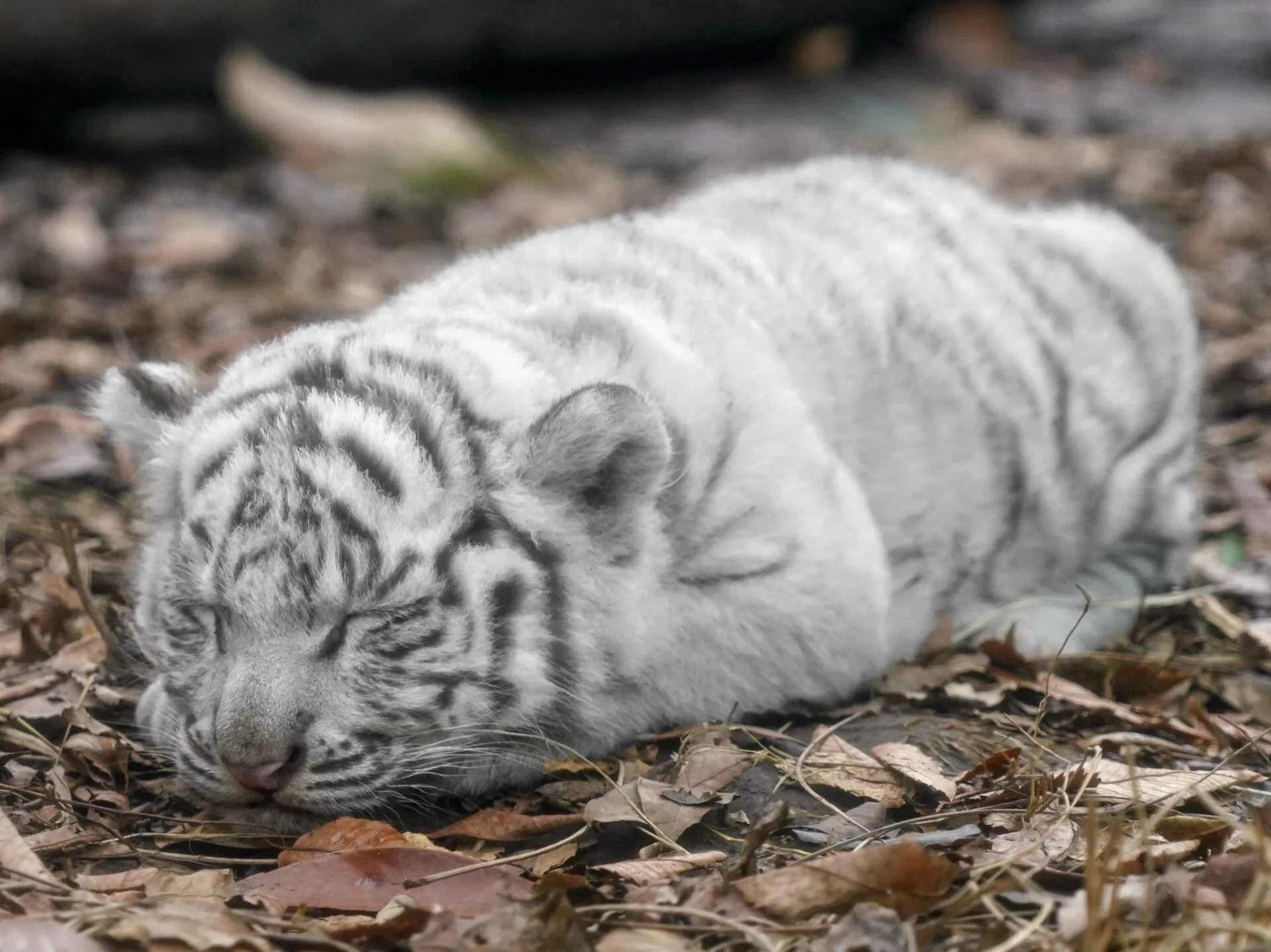 ภาพลูกเสือโคร่งขาวนอนทับบนตัวแม่