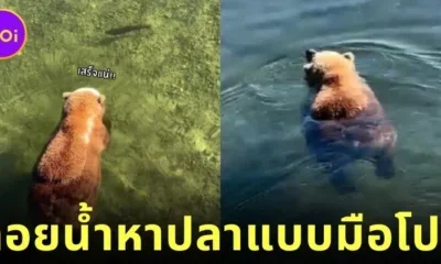 เจ้าหมีกริซลีลอยน้ำหาปลาแซลมอนแบบชิลล์ ๆ ดูน่ารักน่าเอ็นดูจนกลายเป็นไวรัล