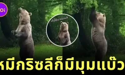 หมีกริซลีก็มีมุมแบ๊ว! เมื่อ "นุด" แอบถ่ายคลิปเจ้าตัวขนกระโดดคว้าแอปเปิ้ล จนคนดูหลงรักทั้งโซเชียล