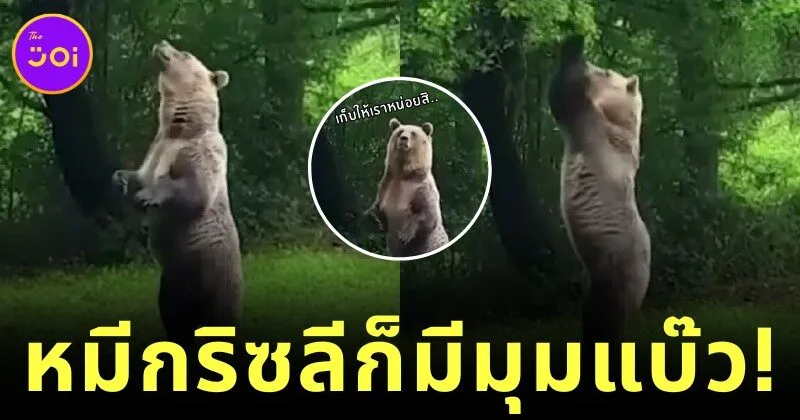 หมีกริซลีก็มีมุมแบ๊ว! เมื่อ "นุด" แอบถ่ายคลิปเจ้าตัวขนกระโดดคว้าแอปเปิ้ล จนคนดูหลงรักทั้งโซเชียล