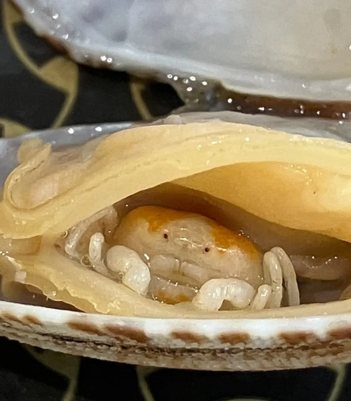 ภาพปูถั่วในหอยลาย