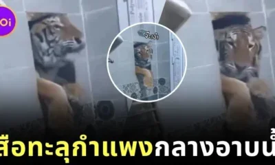 เจอแบบนี้มีผวา! ชายอินเดียยืนอาบน้ำ กลับเจอเสือพุ่งทะลุกำแพง ส่งสายตา "ขอเราอาบด้วยคนสิ"