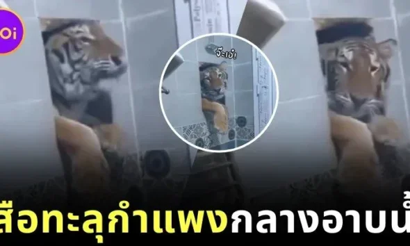 เจอแบบนี้มีผวา! ชายอินเดียยืนอาบน้ำ กลับเจอเสือพุ่งทะลุกำแพง ส่งสายตา "ขอเราอาบด้วยคนสิ"