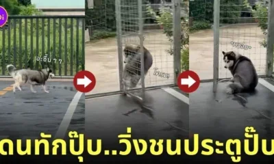 คลิปหมาไซบีเรียนวิ่งชนประตู TikTok