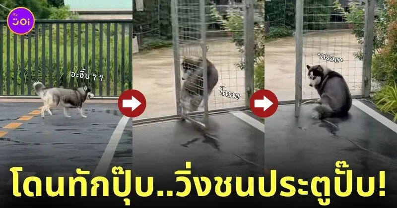 คลิปหมาไซบีเรียนวิ่งชนประตู TikTok