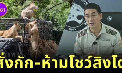 กรมอุทยานฯ สั่งกักสิงโตสวนสัตว์ชื่อดัง ปรับพฤติกรรม-ห้ามโชว์ตัว หลังมีประวัติกัดคน