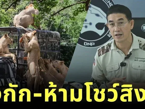 กรมอุทยานฯ สั่งกักสิงโตสวนสัตว์ชื่อดัง ปรับพฤติกรรม-ห้ามโชว์ตัว หลังมีประวัติกัดคน