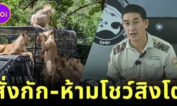 กรมอุทยานฯ สั่งกักสิงโตสวนสัตว์ชื่อดัง ปรับพฤติกรรม-ห้ามโชว์ตัว หลังมีประวัติกัดคน