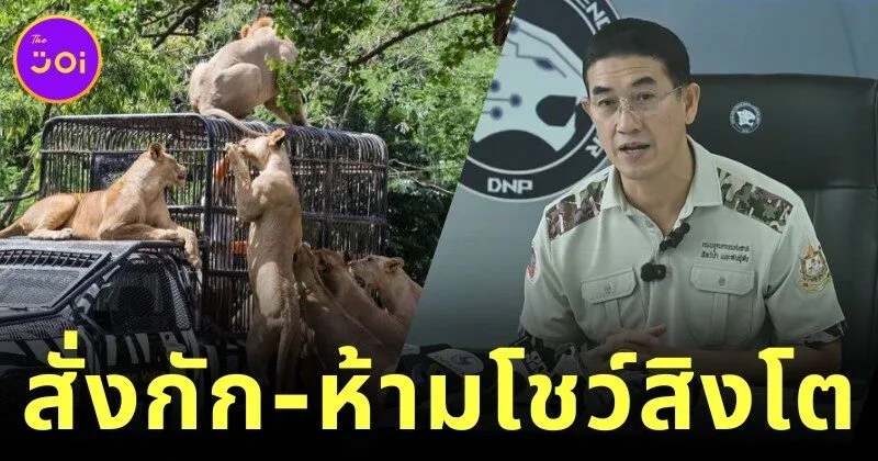 กรมอุทยานฯ สั่งกักสิงโตสวนสัตว์ชื่อดัง ปรับพฤติกรรม-ห้ามโชว์ตัว หลังมีประวัติกัดคน