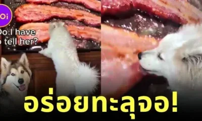 ใสซื่อเกินต้าน! เจ้าลูกหมาซามอยด์เห็นเบคอนบนทีวี เลยปีนขึ้นไปเลียจออย่างเอร็ดอร่อย