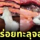 ใสซื่อเกินต้าน! เจ้าลูกหมาซามอยด์เห็นเบคอนบนทีวี เลยปีนขึ้นไปเลียจออย่างเอร็ดอร่อย