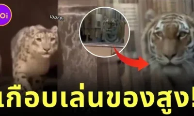 เสือดาวหิมะยืนนิ่ง! เมื่อเจอเสือโคร่งตัวใหญ่กว่า "นี่สินะที่เขาบอกว่า เหนือฟ้ายังมีฟ้า"