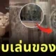 เสือดาวหิมะยืนนิ่ง! เมื่อเจอเสือโคร่งตัวใหญ่กว่า "นี่สินะที่เขาบอกว่า เหนือฟ้ายังมีฟ้า"