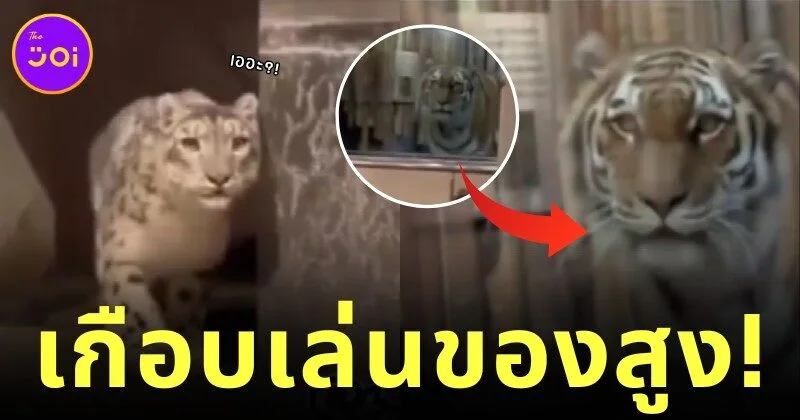 เสือดาวหิมะยืนนิ่ง! เมื่อเจอเสือโคร่งตัวใหญ่กว่า "นี่สินะที่เขาบอกว่า เหนือฟ้ายังมีฟ้า"