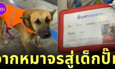 "เจ้าตาล" จากหมาจรจัดสู่พนักงานมีเงินเดือนแห่งปั๊มน้ำมัน เรื่องจริงที่อบอุ่นหัวใจคนทั้งประเทศ