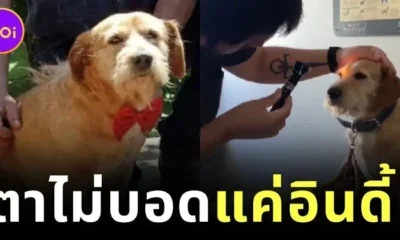 พาหาหมอแทบลมจับ! เจ้าของคิดว่าลูกหมาตาบอด สุดท้ายรู้ความจริงทำเอาฮาจนน้ำตาไหล
