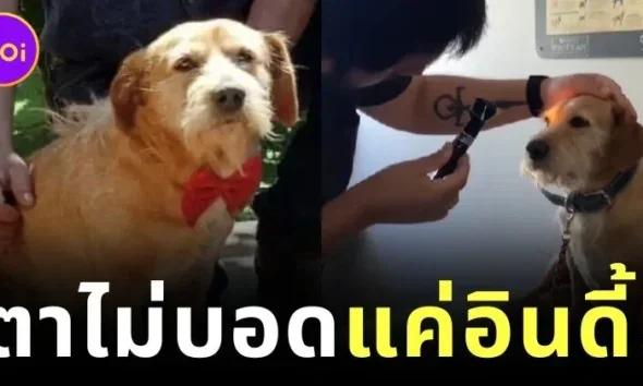 พาหาหมอแทบลมจับ! เจ้าของคิดว่าลูกหมาตาบอด สุดท้ายรู้ความจริงทำเอาฮาจนน้ำตาไหล