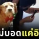 พาหาหมอแทบลมจับ! เจ้าของคิดว่าลูกหมาตาบอด สุดท้ายรู้ความจริงทำเอาฮาจนน้ำตาไหล