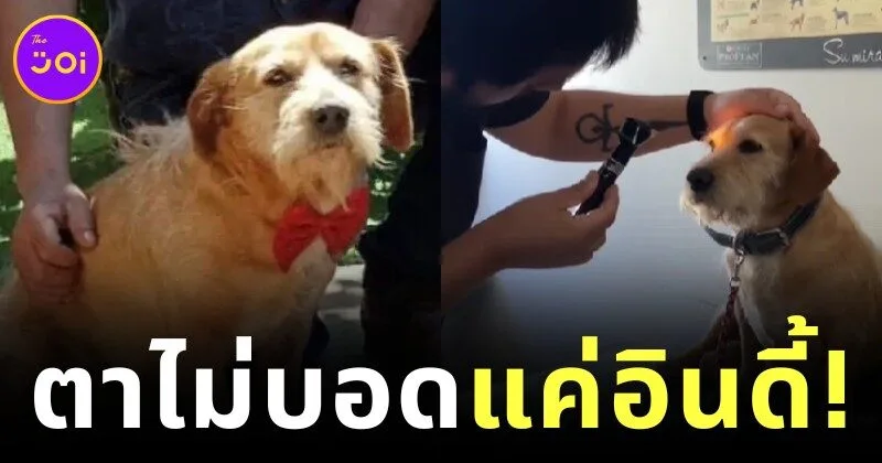 พาหาหมอแทบลมจับ! เจ้าของคิดว่าลูกหมาตาบอด สุดท้ายรู้ความจริงทำเอาฮาจนน้ำตาไหล