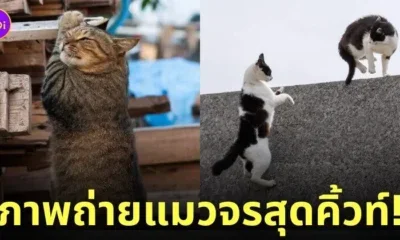 ภาพแมวจรจัด ช่างภาพชาวญี่ปุ่น Masayuki Oki