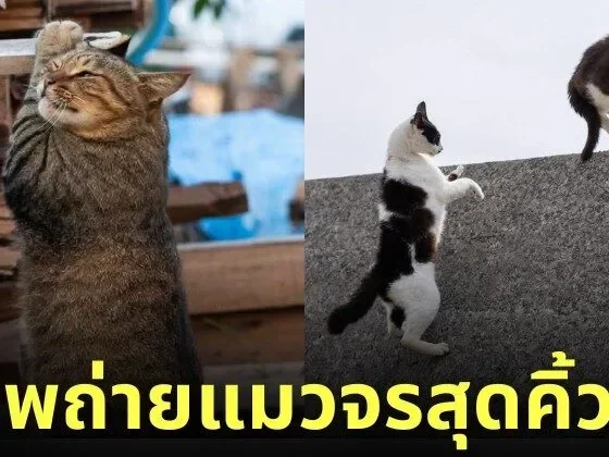 ภาพแมวจรจัด ช่างภาพชาวญี่ปุ่น Masayuki Oki