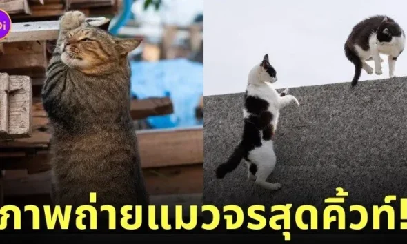 ภาพแมวจรจัด ช่างภาพชาวญี่ปุ่น Masayuki Oki