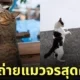 ภาพแมวจรจัด ช่างภาพชาวญี่ปุ่น Masayuki Oki