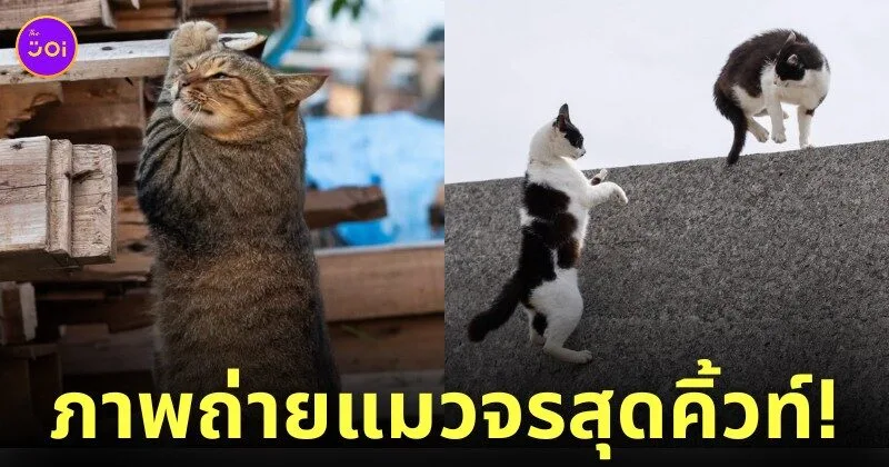 ภาพแมวจรจัด ช่างภาพชาวญี่ปุ่น Masayuki Oki