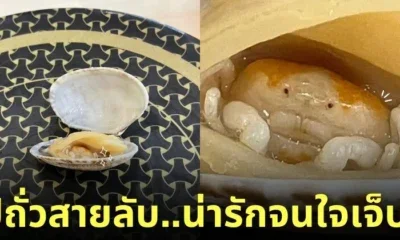ภาพปูถั่วในหอยลาย