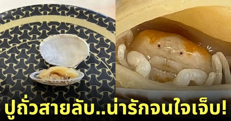 ภาพปูถั่วในหอยลาย