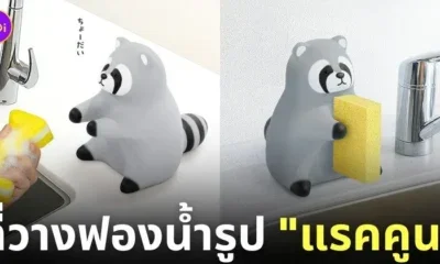 ที่วางฟองน้ำรูปแรคคูน