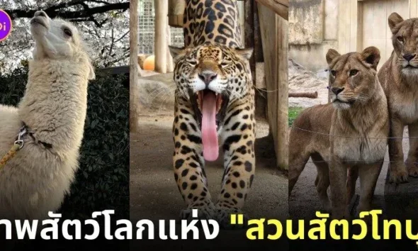 ภาพสัตว์โลกน่ารัก สวนสัตว์โทบุ Tobu Zoo ประเทศญี่ปุ่น