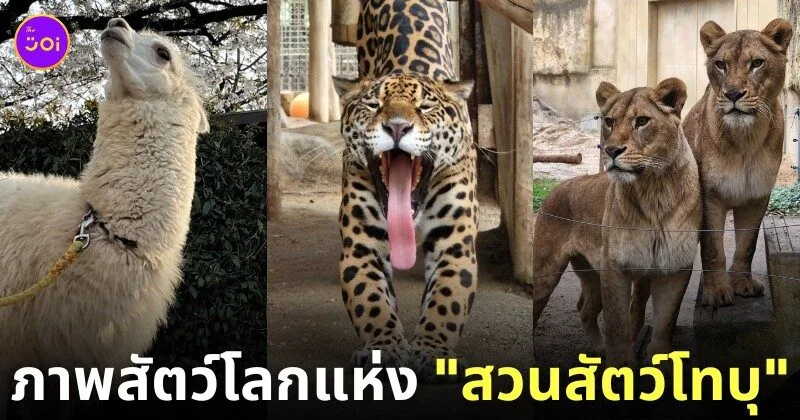 ภาพสัตว์โลกน่ารัก สวนสัตว์โทบุ Tobu Zoo ประเทศญี่ปุ่น