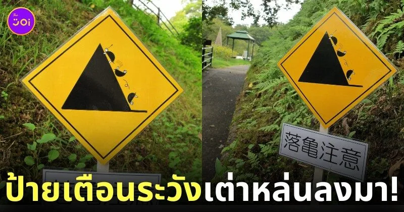 ป้ายเตือนระวังเต่าหล่นลงมา ญี่ปุ่น