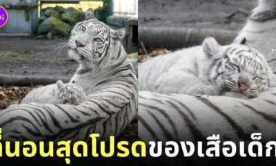 ภาพลูกเสือโคร่งขาวนอนทับบนตัวแม่