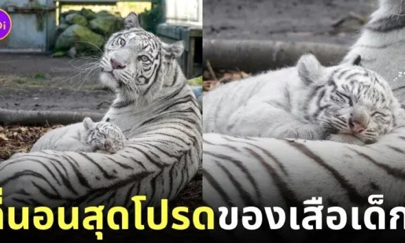 ภาพลูกเสือโคร่งขาวนอนทับบนตัวแม่