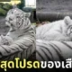 ภาพลูกเสือโคร่งขาวนอนทับบนตัวแม่